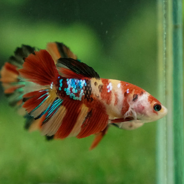 Multicolor/ Galaxy Koi Halfmoon- Female- 13 Weeks Old