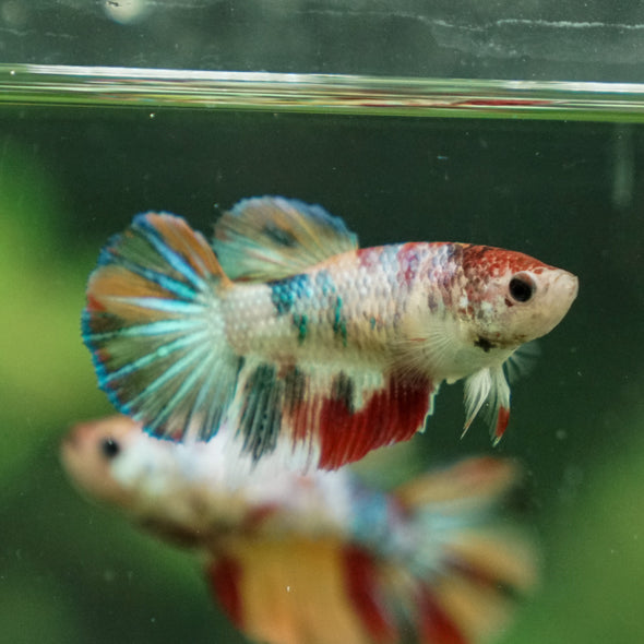 Multicolor/ Galaxy Koi Halfmoon- Female- 13 Weeks Old