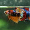 Multicolor/Galaxy Koi Plakat -10 weeks Old