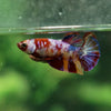 Multicolor/ Galaxy Koi Plakat - Female- 13 Weeks Old