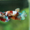 Multicolor/ Galaxy Koi Plakat- Female- 13 Weeks Old