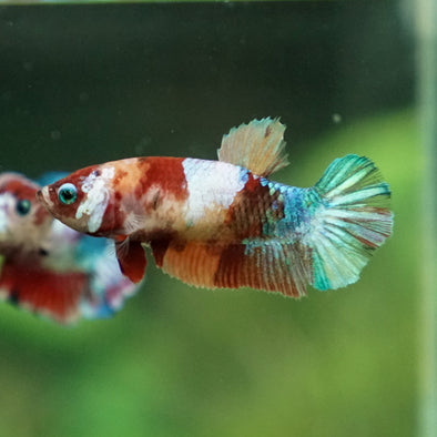 Multicolor/ Galaxy Koi Plakat- Female- 13 Weeks Old