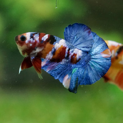 Multicolor/Galaxy Koi Plakat -16 weeks Old