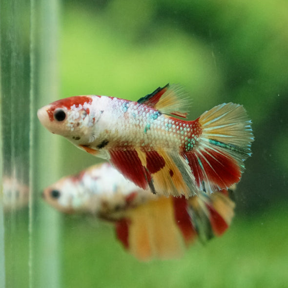 Multicolor/ Galaxy Koi Halfmoon- Female- 13 Weeks Old