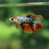 Multicolor/ Galaxy Koi Halfmoon - Female- 13 Weeks Old