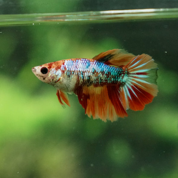 Multicolor/ Galaxy Koi Halfmoon - Female- 13 Weeks Old