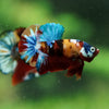Multicolor/Galaxy Koi Plakat -16 weeks Old