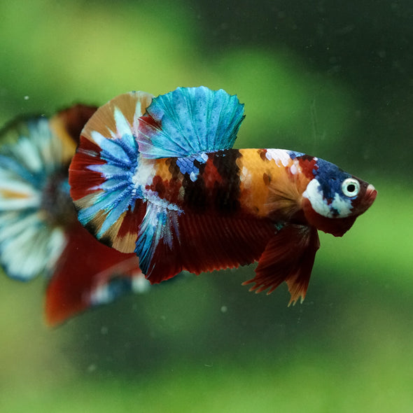 Multicolor/Galaxy Koi Plakat -16 weeks Old