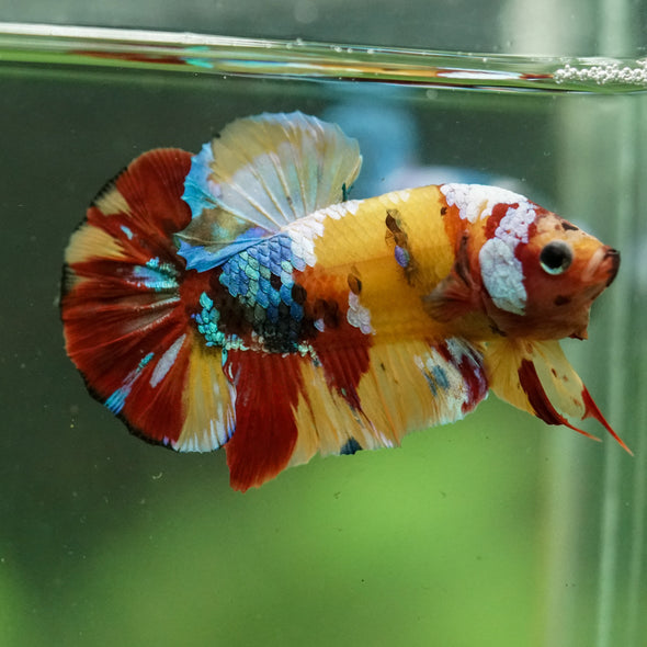 Multicolor/Galaxy Koi Plakat -16 weeks Old