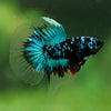 Black Base Galaxy/Candy Koi Halfmoon - 14 weeks old