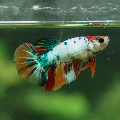 Multicolor/ Galaxy Koi Halfmoon - Female- 13 Weeks Old