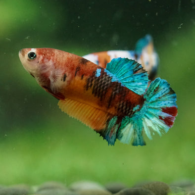 Multicolor/ Galaxy Koi Plakat- Female- 13 Weeks Old