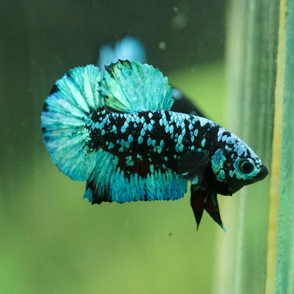 Black Koi Galaxy Plakat (Avatar) -10 weeks Old