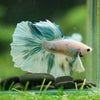Dumbo Halfmoon - 12 weeks old