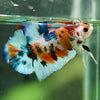 Multicolor/Galaxy Koi Plakat -16 weeks Old
