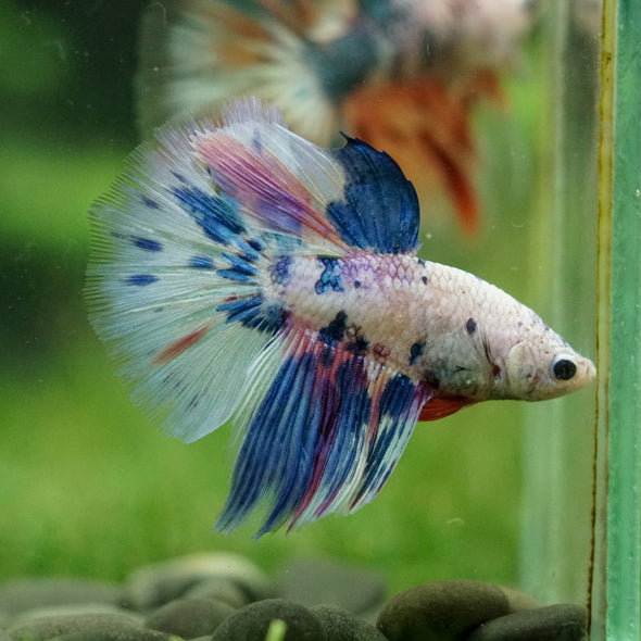 Galaxy/Candy Koi Halfmoon - 14 weeks old