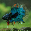 Black Base Galaxy Koi Halfmoon (Avatar) - 14 weeks old