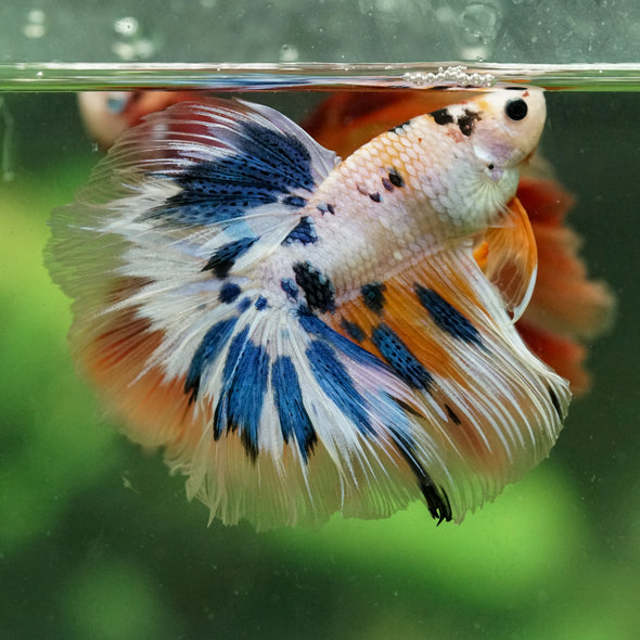 Galaxy/Candy Koi Halfmoon - 13 weeks old