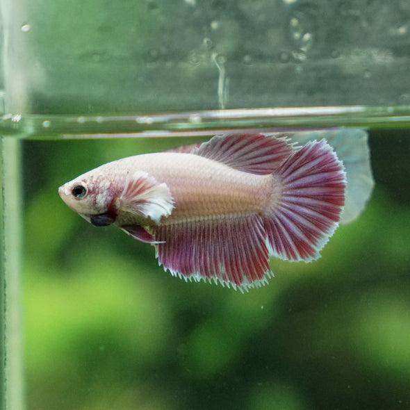 Dumbo Halfmoon - Female