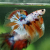 Galaxy/Candy Koi Halfmoon - 13 weeks old