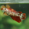 Multicolor/ Galaxy Koi Halfmoon - Female- 13 Weeks Old