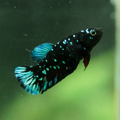 Black Galaxy Koi Plakat (Avatar) - Female- 13 Weeks Old