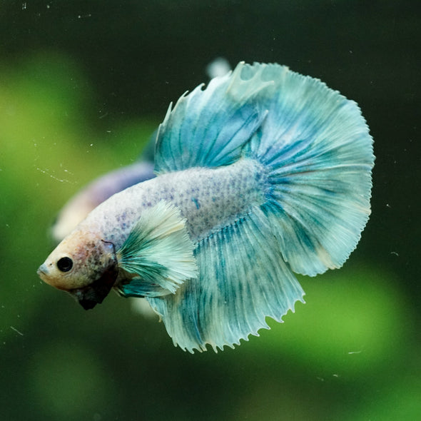 Dumbo Halfmoon - 10 weeks old
