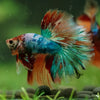 Galaxy/Candy Koi Halfmoon - 14 weeks old