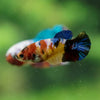 Multicolor/ Galaxy Koi Plakat- Female- 13 Weeks Old