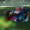 Multicolor/Galaxy Koi Plakat -16 weeks Old