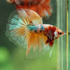 Galaxy/Candy Koi Halfmoon - 14 weeks old