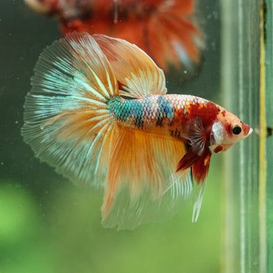 Galaxy/Candy Koi Halfmoon - 14 weeks old