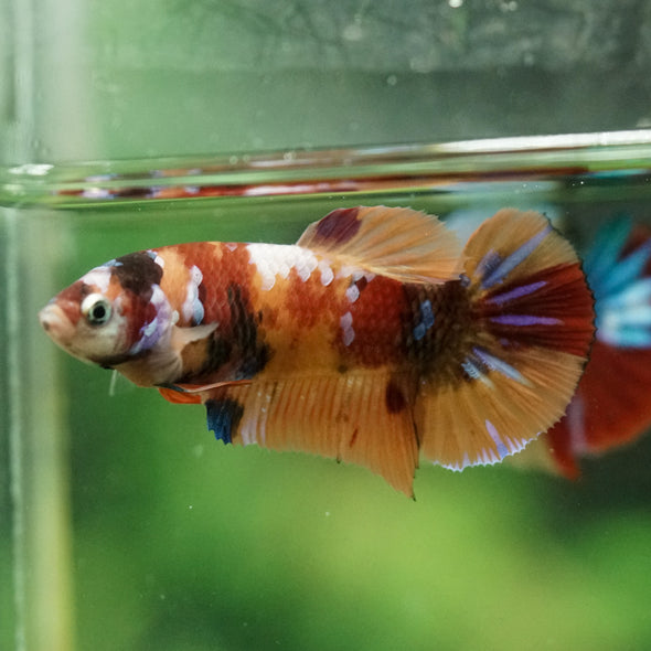 Multicolor/ Galaxy Koi Plakat- Female- 13 Weeks Old