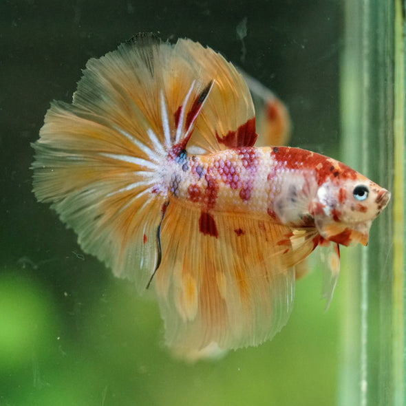 Galaxy/Candy Koi Halfmoon - 14 weeks old