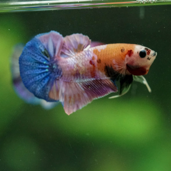 Multicolor/Galaxy Koi Plakat -11 weeks Old