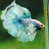 Dumbo Halfmoon - 12 weeks old