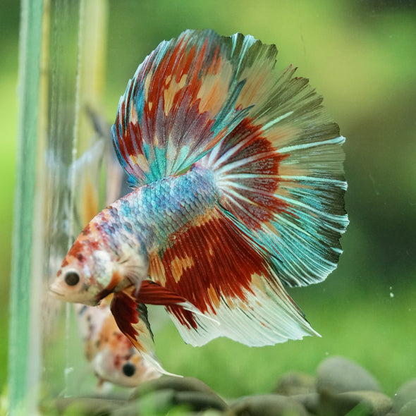 Galaxy/Candy Koi Halfmoon - 14 weeks old