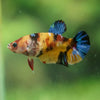 Multicolor/ Galaxy Koi Plakat- Female- 13 Weeks Old