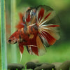 Galaxy/Candy Koi Halfmoon - 11 weeks old