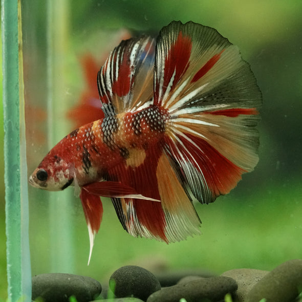 Galaxy/Candy Koi Halfmoon - 11 weeks old