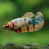 Multicolor/ Galaxy Koi Plakat- Female- 13 Weeks Old