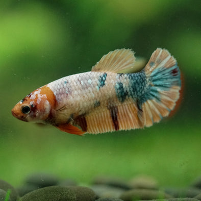 Multicolor/ Galaxy Koi Plakat- Female- 13 Weeks Old