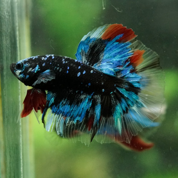 Black Base Galaxy Koi Halfmoon (Avatar) - 14 weeks old