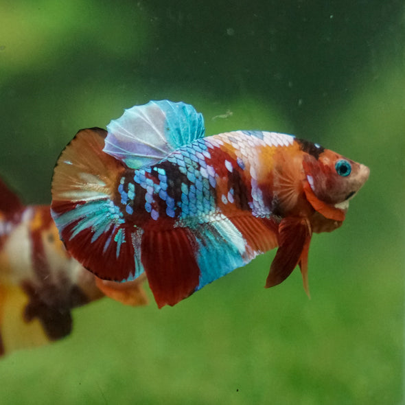 Multicolor/Galaxy Koi Plakat -13 weeks Old