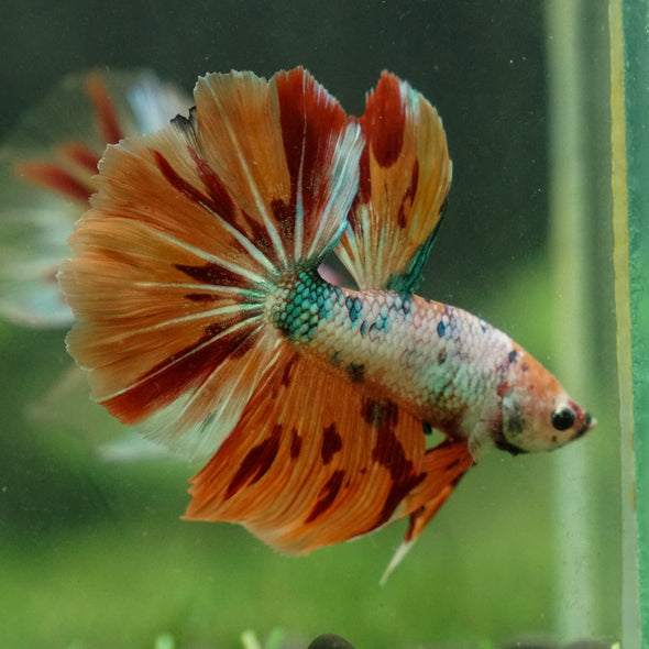 Galaxy/Candy Koi Halfmoon - 13 weeks old