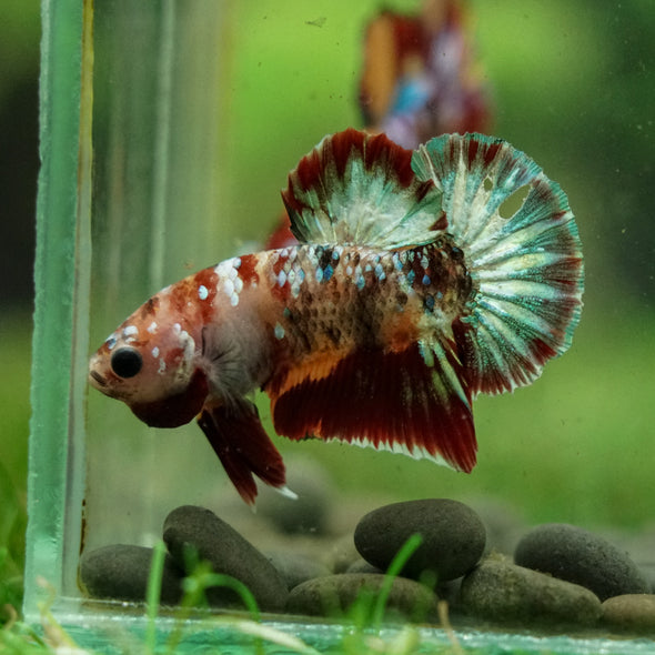 Multicolor/Galaxy Koi Plakat -16 weeks Old