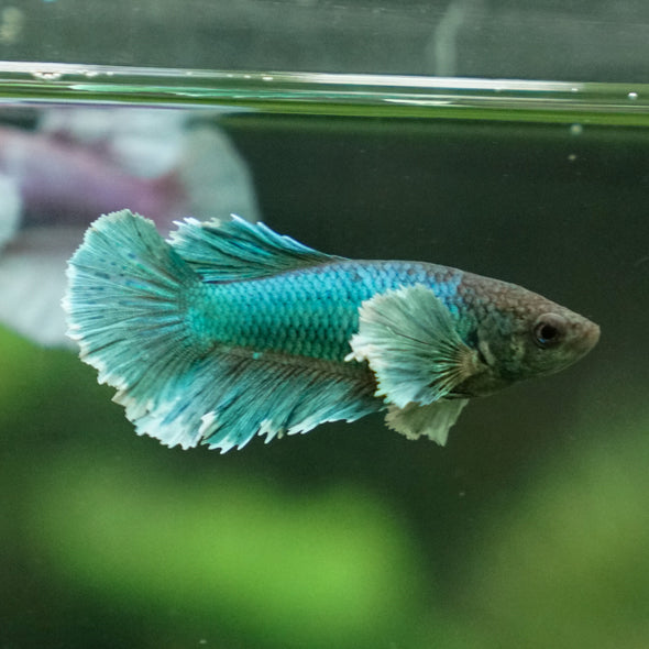 Dumbo Halfmoon - Female