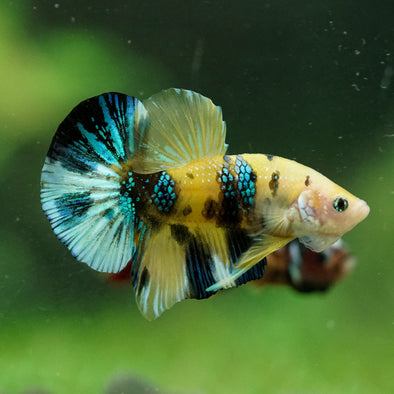 Multicolor/Galaxy Koi Plakat -16 weeks Old