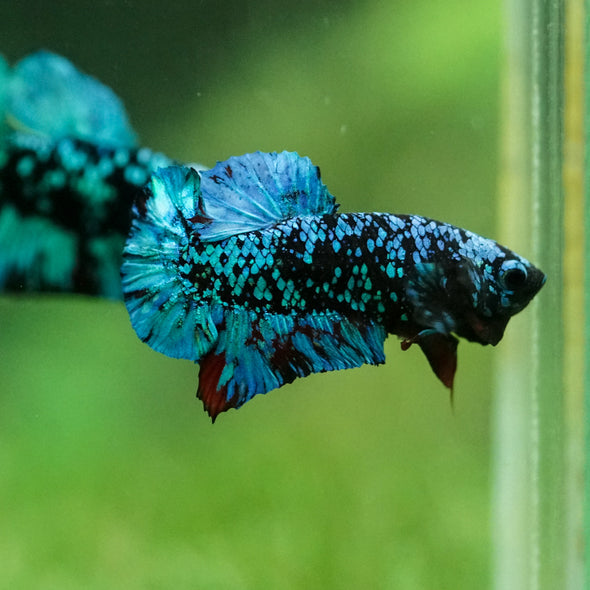 Black Koi Galaxy Plakat (Avatar) -10 weeks Old