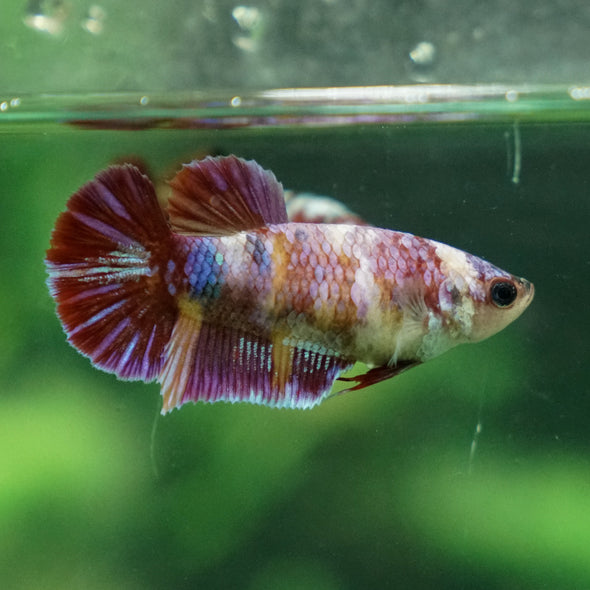 Multicolor/ Galaxy Koi Plakat - Female- 13 Weeks Old